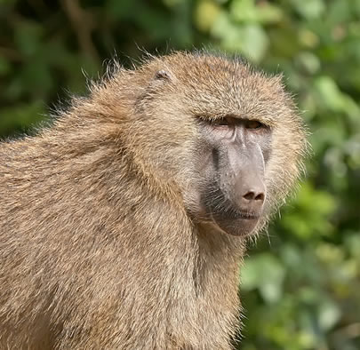 baboon