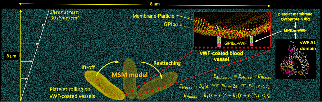 MSM Adhesion