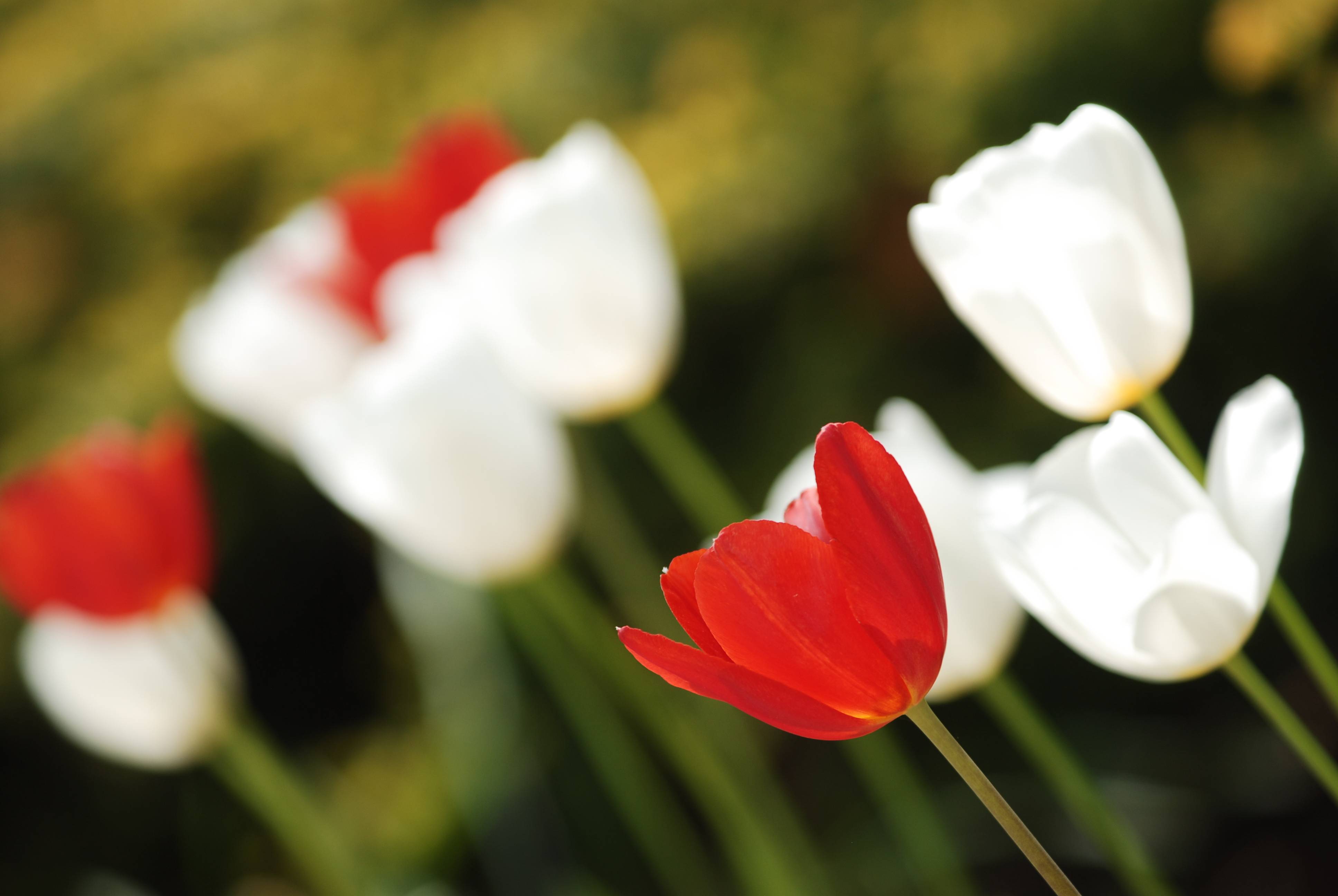 tulips