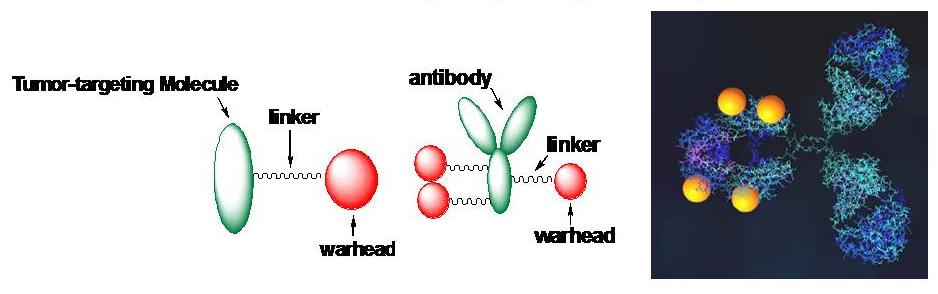 tumor targeting