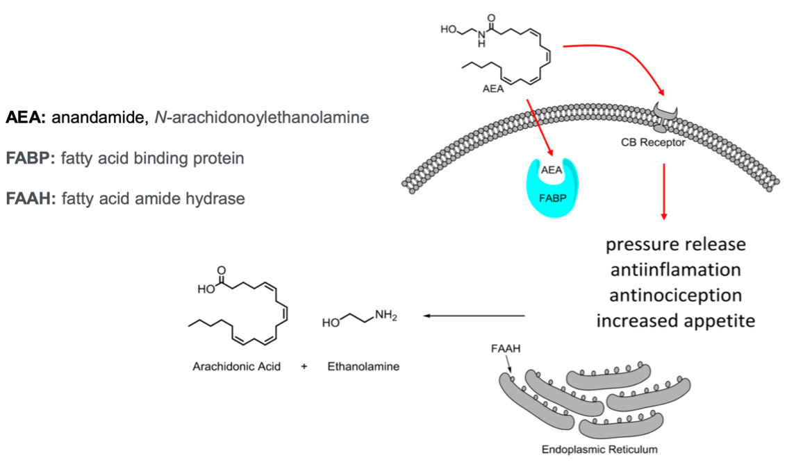 FABP Inhibition