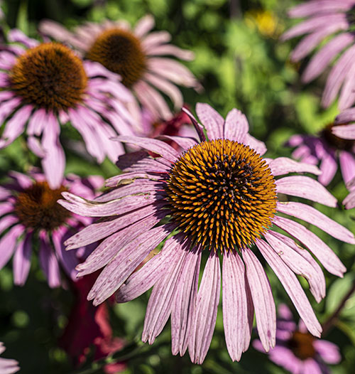 flowers